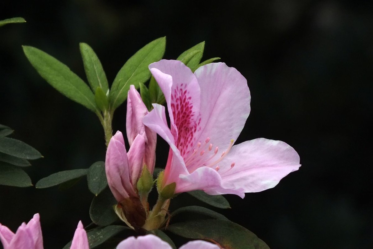 夜晚的斗南花市，你去過嗎？